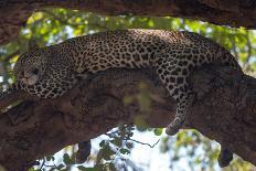 Leopard Territory-Scott Bennion-Photo