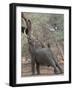 Black Frame