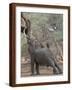 Brown Frame