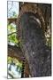 Wood Mount