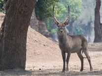 Waterbuck-Scott Bennion-Photo