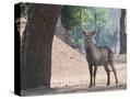 Stretched Canvas