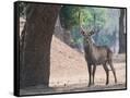 Canvas Black