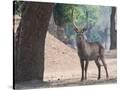 Stretched Canvas