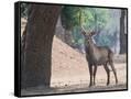 Canvas Black