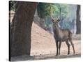 Stretched Canvas