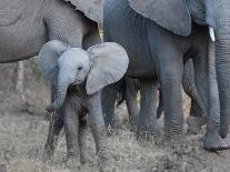 Young Elephant-Scott Bennion-Photo