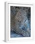 White Frame