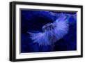 Black Frame