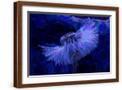 Brown Frame