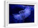 White Frame