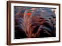 Brown Frame