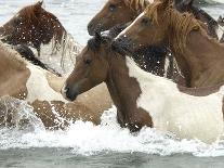 Pony Swim-Scott Neville-Mounted Premium Photographic Print