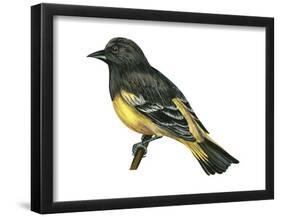 Scott's Oriole (Icterus Parisorum), Birds-Encyclopaedia Britannica-Framed Poster