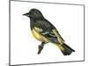 Scott's Oriole (Icterus Parisorum), Birds-Encyclopaedia Britannica-Mounted Poster