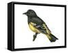 Scott's Oriole (Icterus Parisorum), Birds-Encyclopaedia Britannica-Framed Stretched Canvas