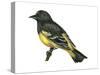 Scott's Oriole (Icterus Parisorum), Birds-Encyclopaedia Britannica-Stretched Canvas