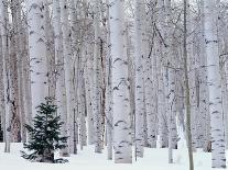 View of Lodgepole Pine Trees at Sunrise, Grand Teton National Park, Wyoming, USA-Scott T. Smith-Giant Art Print