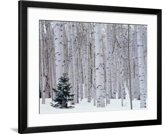 Framed Photographic Print, , large