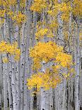 View of Lodgepole Pine Trees at Sunrise, Grand Teton National Park, Wyoming, USA-Scott T. Smith-Giant Art Print