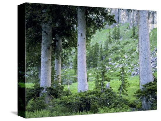 Stretched Canvas Print, , large