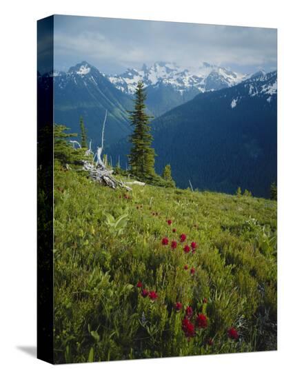 Stretched Canvas Print, , large