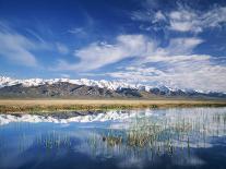 Aspen Grove on Fish Lake Plateau, Fishlake National Forest, Utah, USA-Scott T^ Smith-Photographic Print