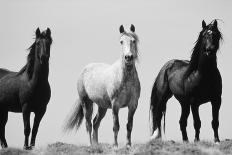 Wild Stallion Horses, Alkali Creek, Cyclone Rim, Continental Divide, Wyoming, USA-Scott T^ Smith-Photographic Print