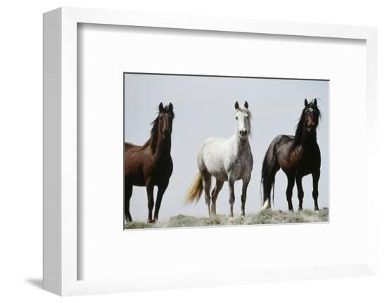 Framed Photographic Print, , large