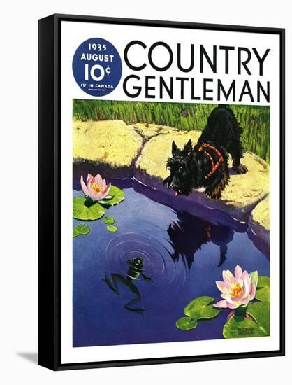"Scottie and Frog," Country Gentleman Cover, August 1, 1935-Nelson Grofe-Framed Stretched Canvas