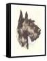 Scottie Dog-null-Framed Stretched Canvas