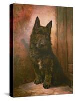 Scottie Puppy-Lilian Cheviot-Stretched Canvas