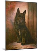 Scottie Puppy-Lilian Cheviot-Mounted Giclee Print