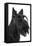 Scottish Aberdeen Terrier-null-Framed Stretched Canvas