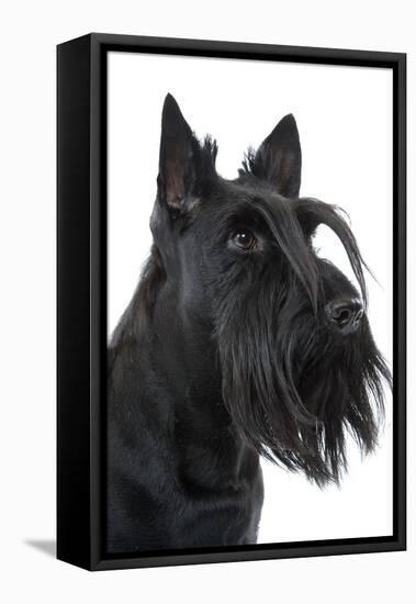 Scottish Aberdeen Terrier-null-Framed Stretched Canvas