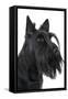 Scottish Aberdeen Terrier-null-Framed Stretched Canvas