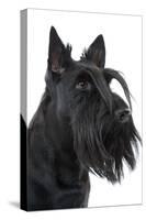 Scottish Aberdeen Terrier-null-Stretched Canvas