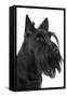 Scottish Aberdeen Terrier-null-Framed Stretched Canvas