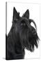 Scottish Aberdeen Terrier-null-Stretched Canvas