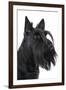 Scottish Aberdeen Terrier-null-Framed Photographic Print