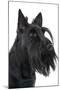 Scottish Aberdeen Terrier-null-Mounted Photographic Print