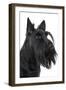 Scottish Aberdeen Terrier-null-Framed Photographic Print