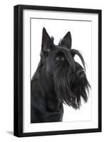 Scottish Aberdeen Terrier-null-Framed Photographic Print