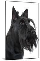 Scottish Aberdeen Terrier-null-Mounted Photographic Print