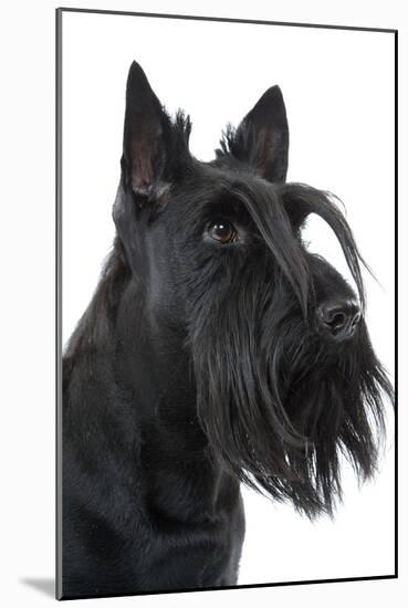 Scottish Aberdeen Terrier-null-Mounted Photographic Print
