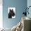 Scottish Aberdeen Terrier-null-Photographic Print displayed on a wall