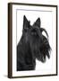 Scottish Aberdeen Terrier-null-Framed Photographic Print