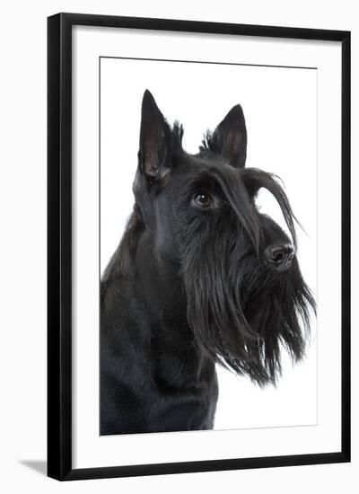 Scottish Aberdeen Terrier-null-Framed Photographic Print