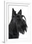 Scottish Aberdeen Terrier-null-Framed Photographic Print