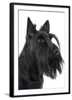 Scottish Aberdeen Terrier-null-Framed Photographic Print